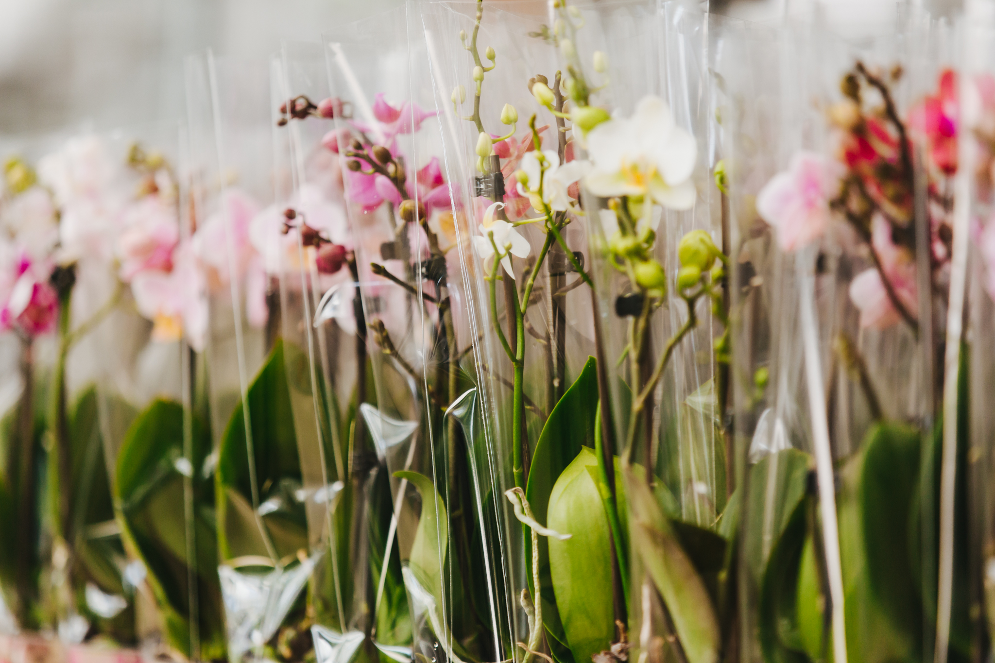 flower-and-plant-sleeves