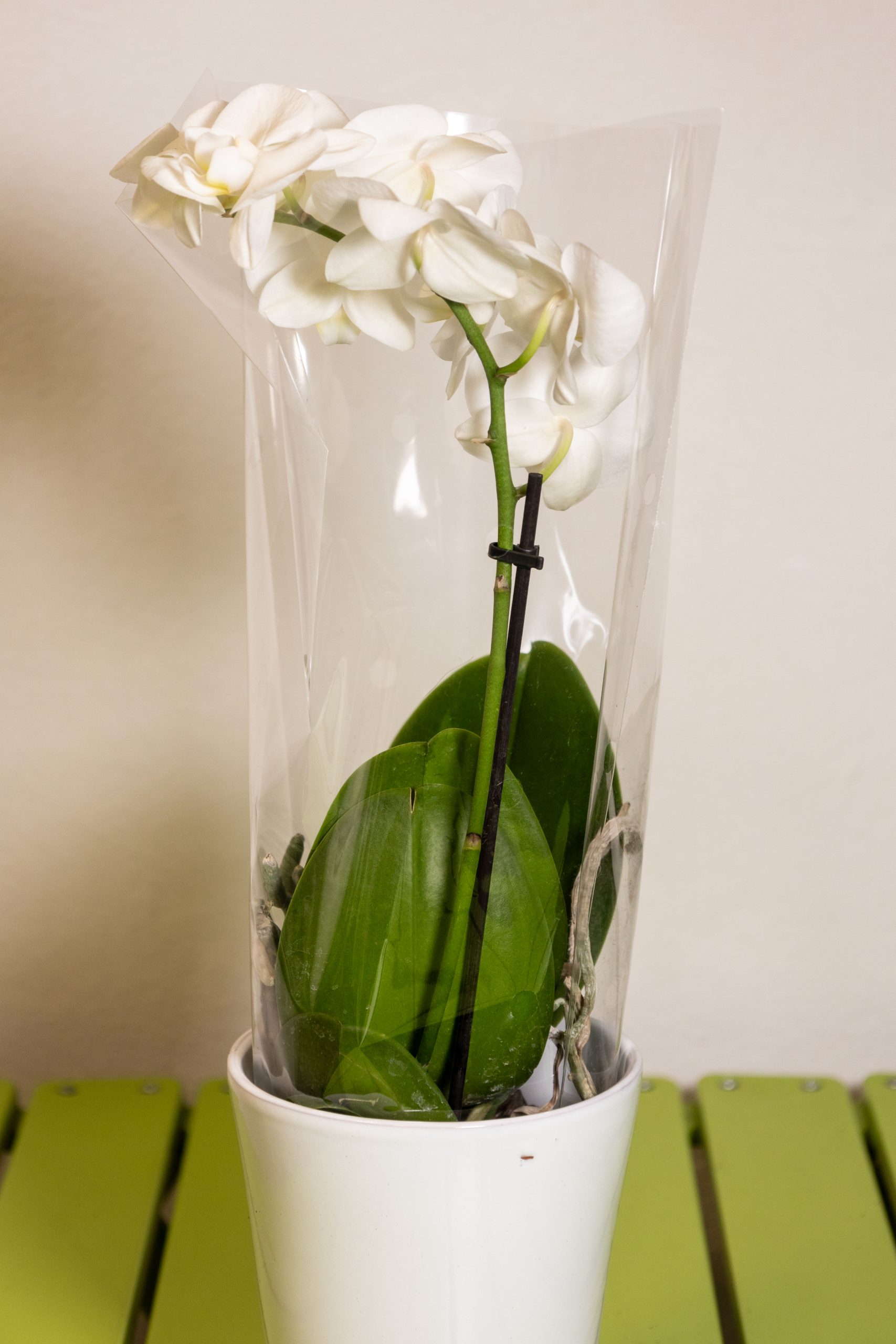 Flower and Plant Sleeves